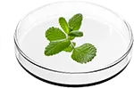Peppermint Oil in Spartan Root Activator Shampoo